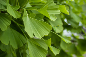 détail feuilles de Ginkgo Biloba