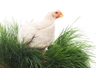 White chicken on grass.