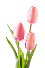Pink tulips isolated on a white background