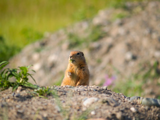 Naklejka na ściany i meble Small wild animal woodchuck stands looking over brow of shingle mound surveying the terrain.