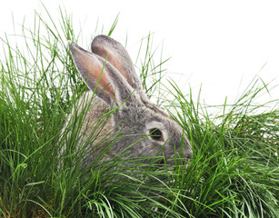 Gray bunny in the grass.