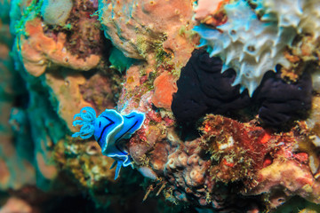Blue-white Nudibranchia. The Island Of Mindoro. Philippines.