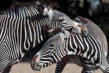 Fototapeta na wymiar playing zebras