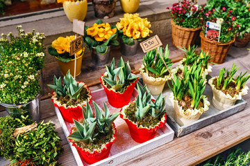 Flowers in pots are on sale at the spring fair