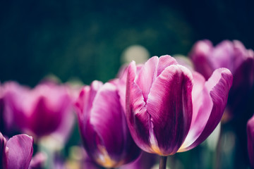 beautifull tulips