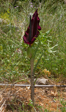 Common dracunculus