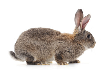 Fototapeta premium One rabbit.