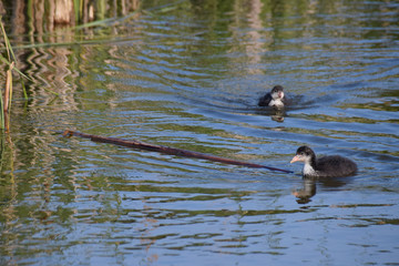 Young wild duck coot chick investigating a floating reed 