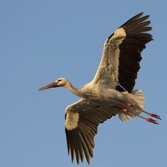 Stork (Ciconia ciconia) flying against blue sky with sunset light