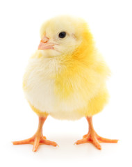 Small yellow chicken