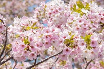 Cherry blossom Sakura in Spring time.