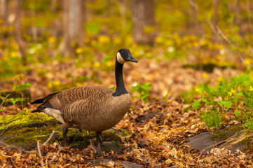 Canadian goose in the spring