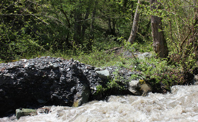 Shore of water stream in forest.