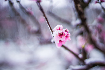 peach tree farm in winter snow