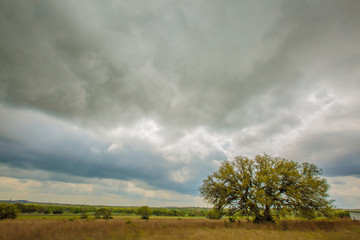 Blanco Texas Oak Tree lonely