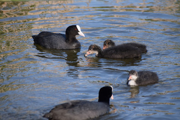 Wildlife images of a Eurasian Coot family swimming and feeding on a calm still lake