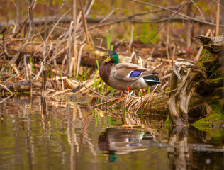 Mallard duck in the spring