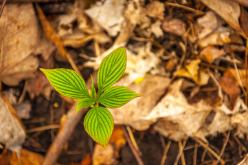 New life in the spring