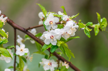 Flowers plum tree in spring covered last snow