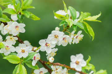 Flowers plum tree in spring covered last snow