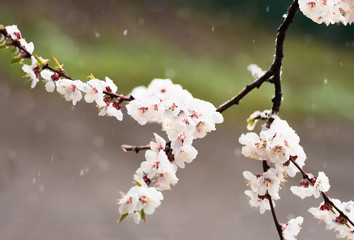 Flowers apricot tree in spring covered last snow