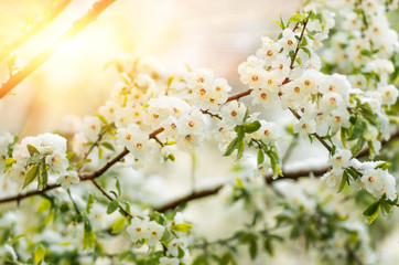 Flowers plum tree in spring covered last snow