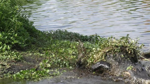turtle got away from alligator jaws