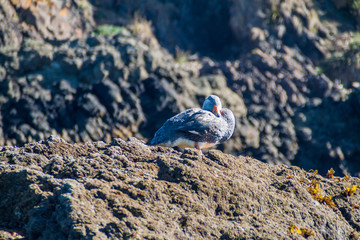 Goose in protected area Monumento Nacional Islotes de Punihuil on Chiloe island, Chile