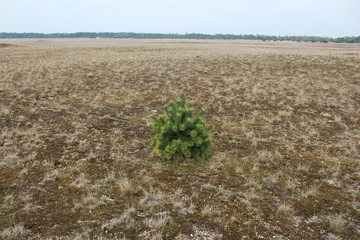 Einzelner Baum wächst in der Wüste (fern)