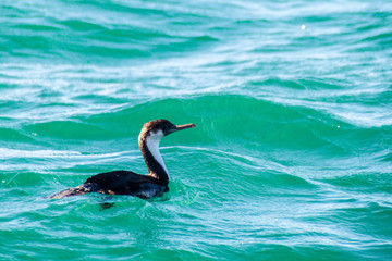 Cormorant in protected area Monumento Nacional Islotes de Punihuil on Chiloe island, Chile