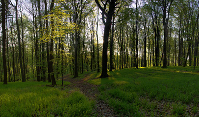 Sunrise in spring green forest. Deciduous forest and spring grass. 