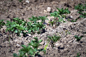 Potato plant damaged by early spring frost