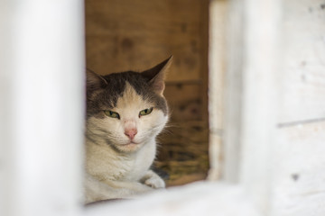 Street cat relaxing in shelter