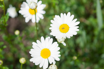 Colorful flower in garden.