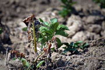 Potato plant damaged by early spring frost, close up