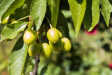 outbreaks of cherries grow on the tree