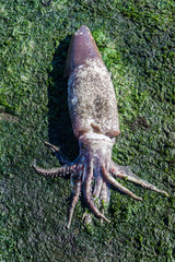 Dead squid on a sea bed during low tide in Castro, Chiloe island, Chile