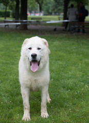 Beautiful Central Asian Shepherd Dog standing in the garden