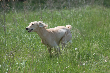 Fototapeta premium Kyrgyzian Sight hound Taigan running on the grass