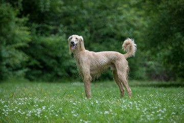 Kyrgyzian  Sight hound Taigan sitting on the green grass