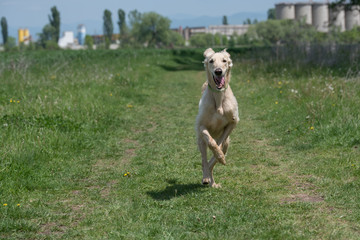 Kyrgyzian  Sight hound Taigan running on the grass