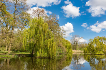 Fototapeta na wymiar A pond in the Amsterdam Vondelpark