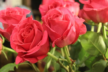 Rose Flower 2