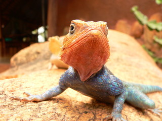 Red headed lizard 
