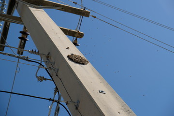 Swarm of bees on a utility pole
