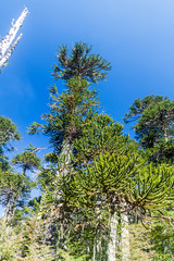 Araucaria trees in National Park Herquehue, Chile. The tree is called Araucaria araucana (commonly: monkey puzzle tree, monkey tail tree, Chilean pine)