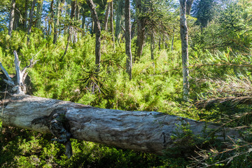 Forest in National Park Herquehue, Chile