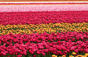 Fototapeta na wymiar Tulip fields in the Bollenstreek, South Holland, Netherlands