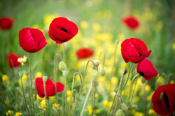 Obraz premium Poppy Flowers in Green and Yellow Bokeh Background