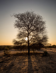 Sunset behind the Tree